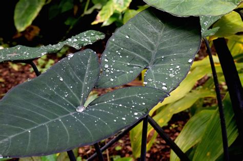 custom elephant ear moisture meter|elephant ear soil.